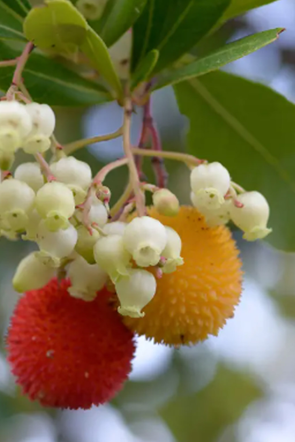 Мед «Арбутус» 450г ΜΕΛΙ ΜΠΑΡΑΚΗΣ