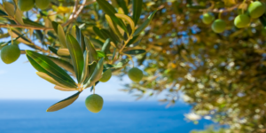 Оливки без косточки Elias 250г