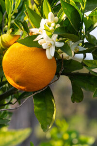 Мед «Апельсин» 450г ΜΕΛΙ ΜΠΑΡΑΚΗΣ