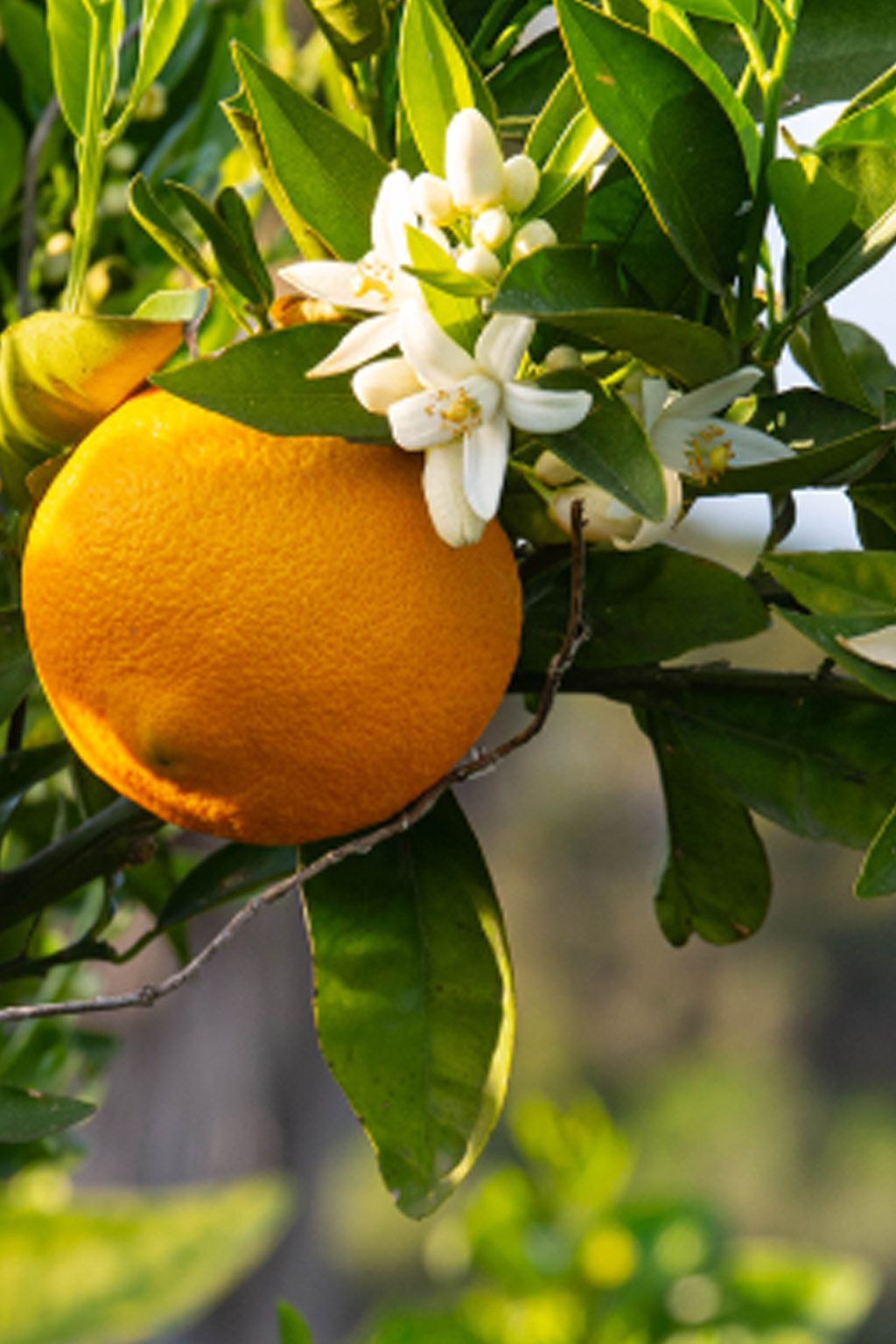 Мед «Апельсин» 450г ΜΕΛΙ ΜΠΑΡΑΚΗΣ