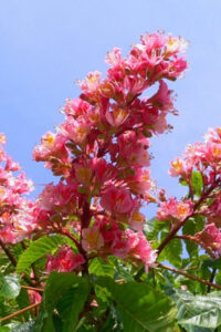 Мед «Каштан» 450г ΜΕΛΙ ΜΠΑΡΑΚΗΣ