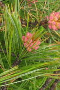 Мед «Сосна» 450г ΜΕΛΙ ΜΠΑΡΑΚΗΣ