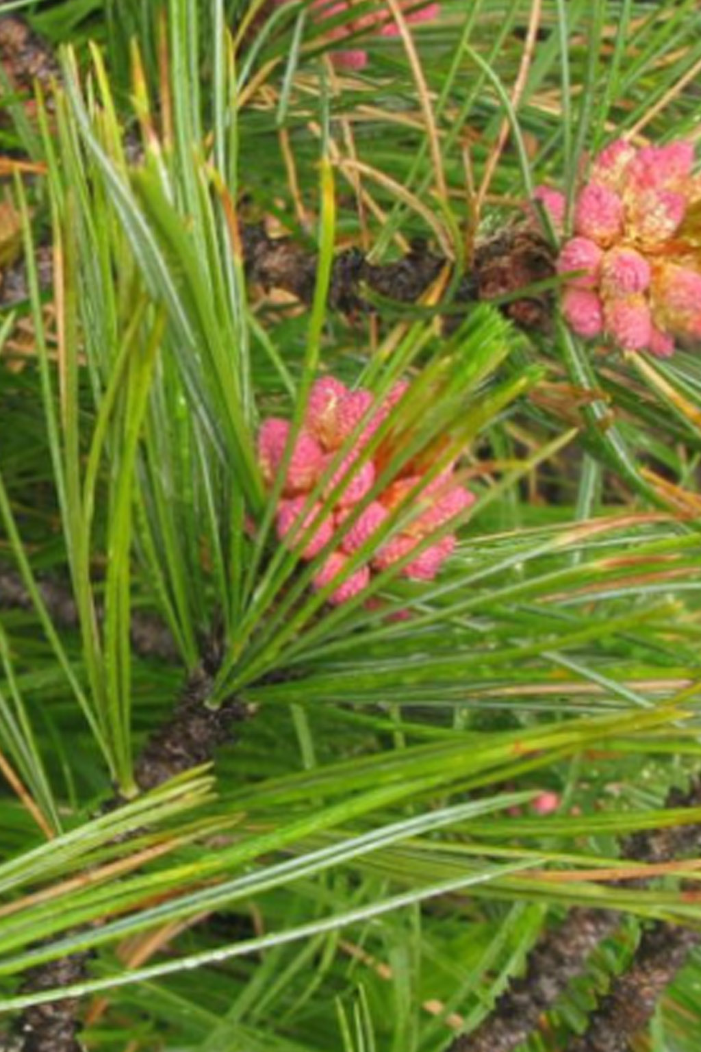 Мед «Сосна» 450г ΜΕΛΙ ΜΠΑΡΑΚΗΣ