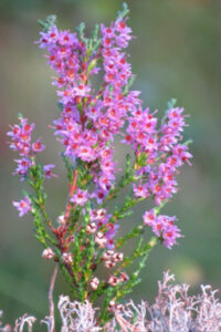 Мед «Вереск» 450г ΜΕΛΙ ΜΠΑΡΑΚΗΣ